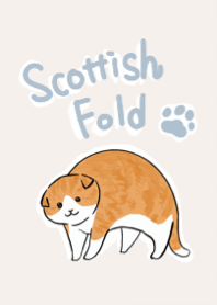scottish fold!