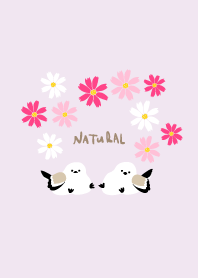 Long-tailed tit, cosmos9 from Japan