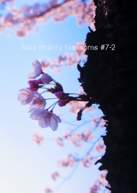 Real cherry blossom#7-2