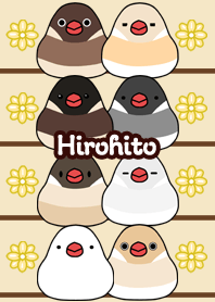 Hirohito Round and cute Java sparrow