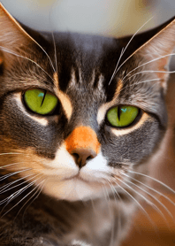 Nyanko Great Runaway#Lvgak67.