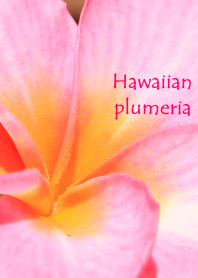 Hawaiian plumeria flower photo theme