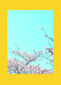 CHERRY BLOSSOMS & BLUE SKY-YELLOW-RED