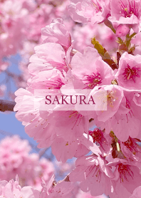 Spring is almost here-SAKURA PINK 75
