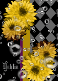 Dahlia -Bubbles yellow-