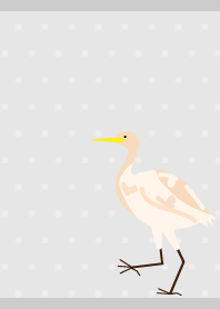 Cattle Egret on gray JP