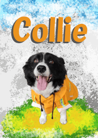 我是Collie