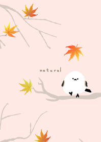 Long-tailed Tit maple26 from Japan