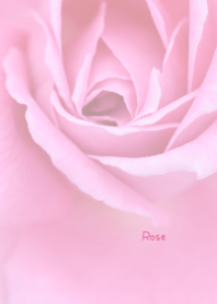 Rose Theme 23