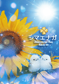Long-tailed Tit and sunflowers