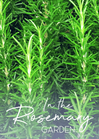 In the Rosemary Garden