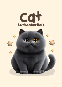 Cat Black Cute : British Shorthair