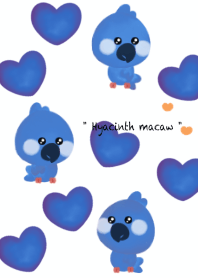 Hyacinth macaw 15