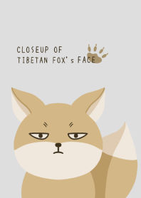 CLOSEUP OF TIBETAN FOX's FACE-GRAY