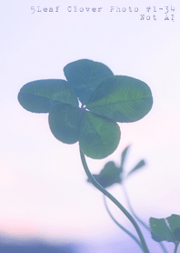 5leaf Clover Photo#1-34Not AI