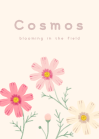 Cosmos -brooming in the field-
