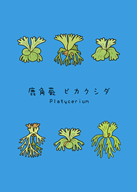 내 뿔고사리(써니 블루)