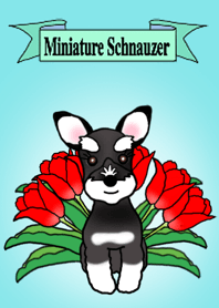 MAI: Cute Miniature Schnauzer
