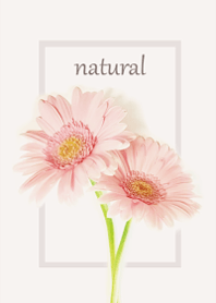 ふんわりと香るガーベラの優しい香り1