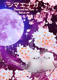 Shimaenaga and cherry blossoms