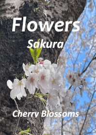 Flowers ; Sakura , Cherry Blossoms
