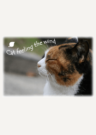 Cat feeling the wind