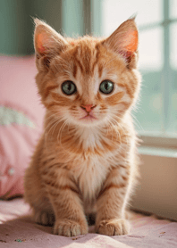 Cats run wild #GOIaU415.