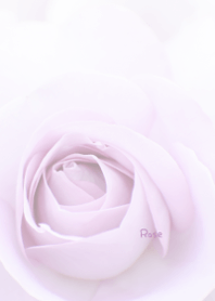 Rose Theme 22