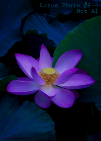 Lotus Photo #9-4Not AI