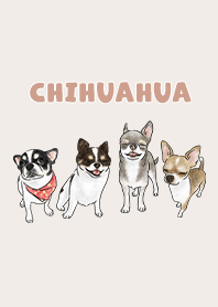 chihuahua3 / light cream
