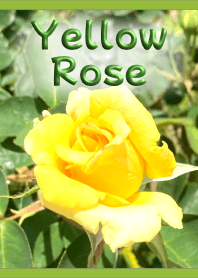 黃玫瑰照片主題（綠色）