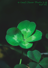4-leaf clover Photo#3-8 Not AI