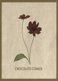 Chic Chocolate Cosmos