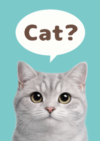 British Shorthair Simples 3 Beige 04
