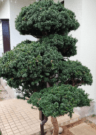 Japanese house tree