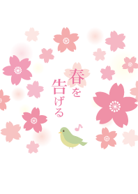 Nightingale and cherry blossoms