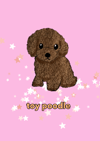 toy poodle RED Green