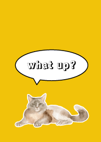 Counselor's Cat on yellow