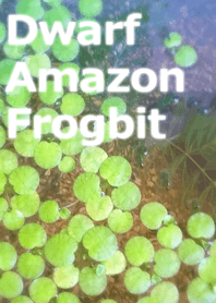 Dwarf Amazon Frogbit