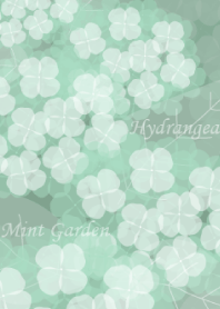Hydrangea Mint Garden