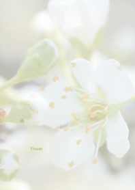 Flower Theme 43