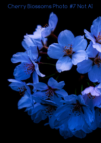Cherry Blossoms Photo #7-22 NotAI