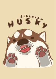 Taro Siberian Husky (JP)