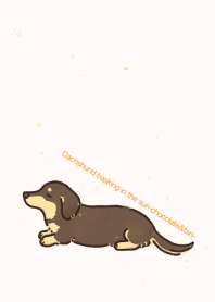 Dachshund basking in the sun-choco&tan-