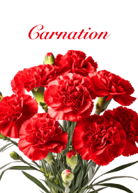 Carnation vol.3