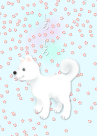 しろ しろー白い犬