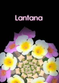 Lantana