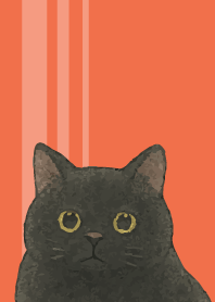 Chubby black cat on red & yellow