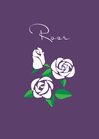 white and purple roses
