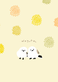 Long-tailed tit snuggling up15from Japan